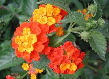 Lantana